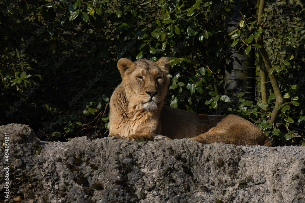 Obraz premium Two lions lie on the rock and look out for other animals to hunt. A wonderful creature that is mostly found in southern Africa such as Tanzania, South Africa or Botswana.