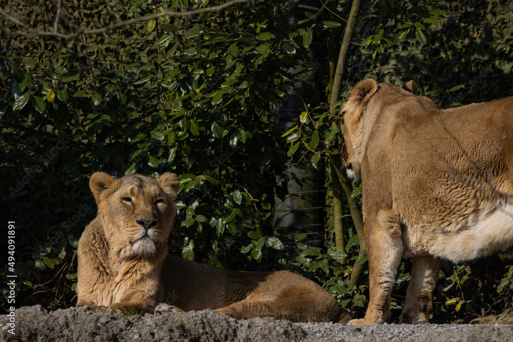 Fototapeta premium Two lions lie on the rock and look out for other animals to hunt. A wonderful creature that is mostly found in southern Africa such as Tanzania, South Africa or Botswana.
