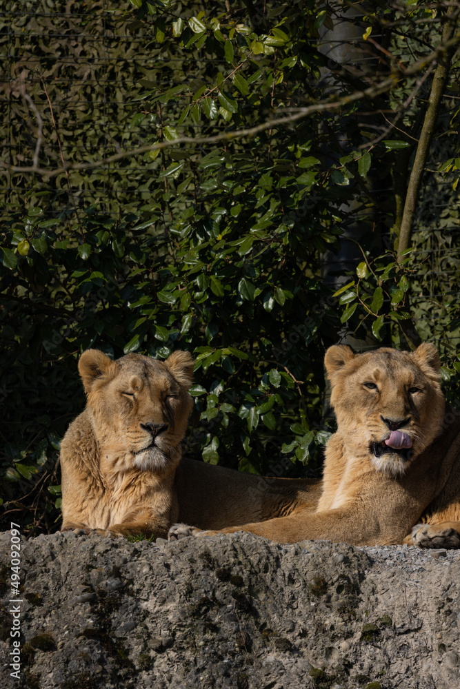 Obraz premium Two lions lie on the rock and look out for other animals to hunt. A wonderful creature that is mostly found in southern Africa such as Tanzania, South Africa or Botswana.