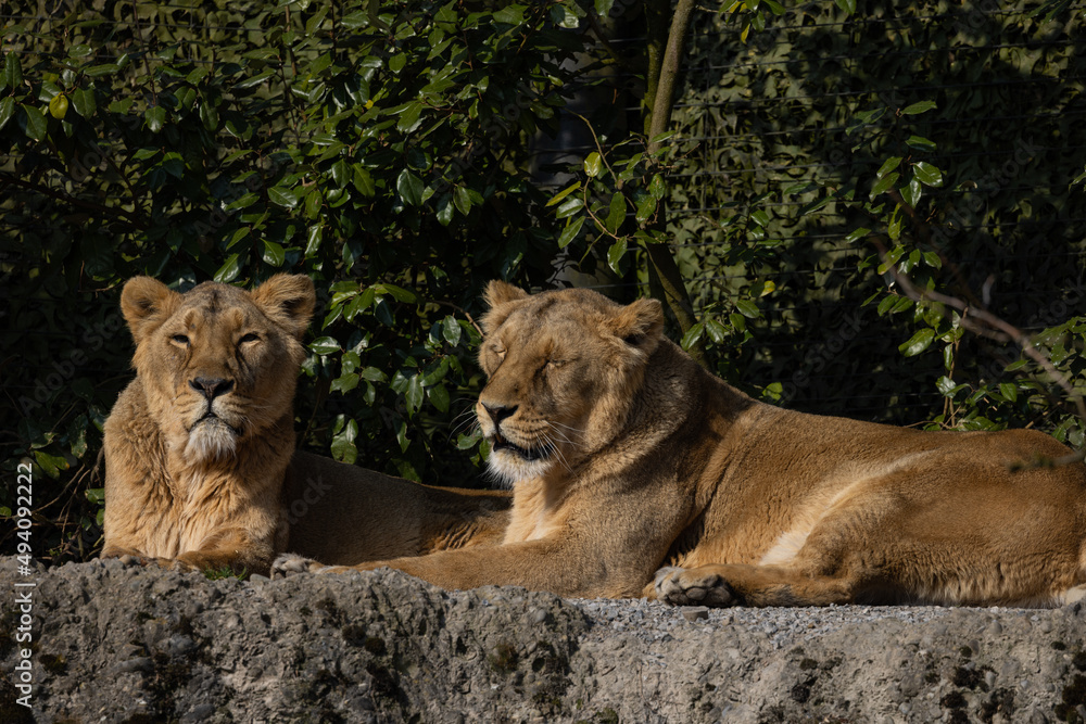 Naklejka premium Two lions are preening each other on a rock and it looks like they love each other very much. They could also be siblings. The lions are very much in danger of extinction.