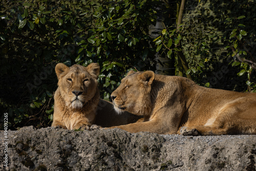 Two lions are preening each other on a rock and it looks like they love each other very much. They could also be siblings. The lions are very much in danger of extinction.