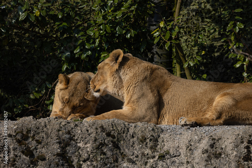 Two lions are preening each other on a rock and it looks like they love each other very much. They could also be siblings. The lions are very much in danger of extinction.