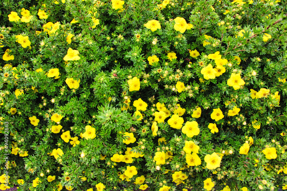 Gelbe Blumen in einem grünen Busch 