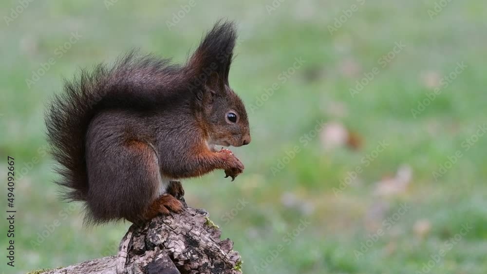 Cute Eurasian red squirrel (Sciurus vulgaris) with dark winter coat and large ear-tufts eating hazelnuts / nuts on tree stump Cute Eurasian red squirrel (Sciurus vulgaris) with dark winter coat and large ear-tufts eating hazelnuts / nuts on tree stump