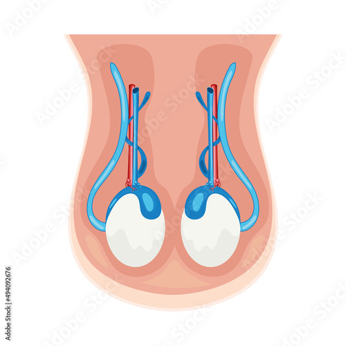 male reproductive system