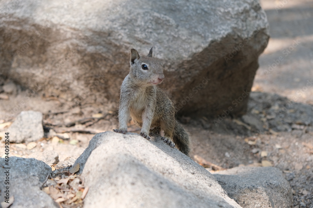Squirrel next to the rock. Image beautiful animal. Squirrel next to the rock. Image beautiful animal.