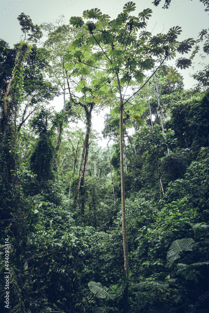 Fototapeta premium Cloud forest jungle landscape