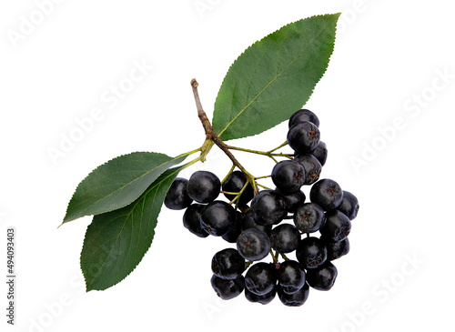 Branch of black rowan with green leaves on an isolated white background