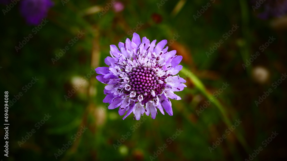 Obraz premium Flower