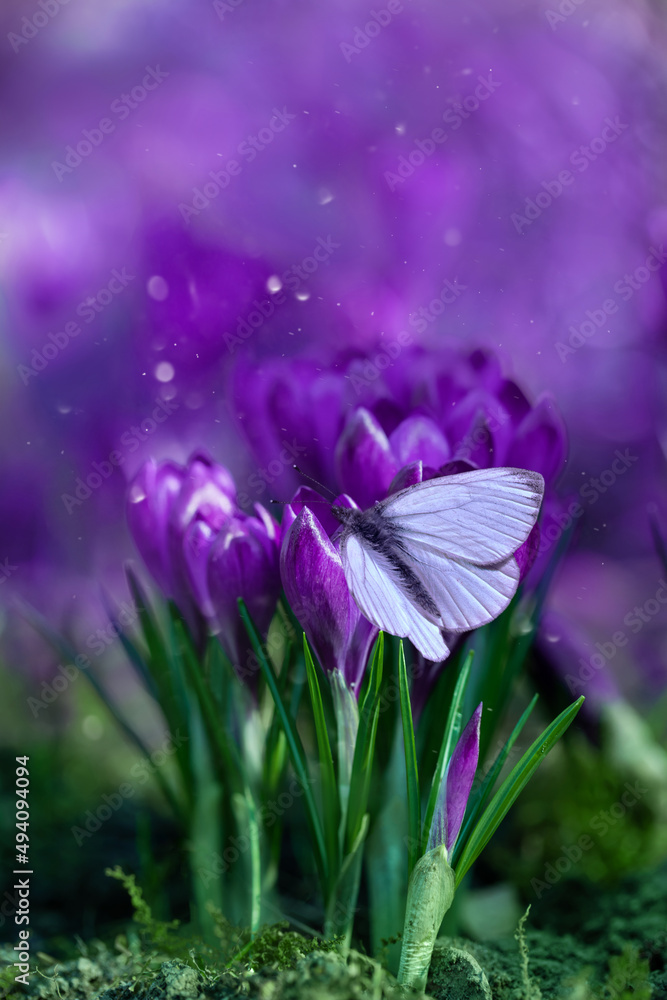 biały motyl na fioletowych krokusach o poranku w ogrodzie i pyłek kwiatowy, magiczny ogród, Crocus sieberi - obrazy, fototapety, plakaty 
