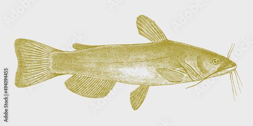 Yellow bullhead ameiurus natalis, demersal freshwater fish in side view