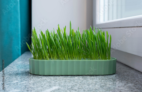 Grass for cats in a container stanging on a granite window sill photo