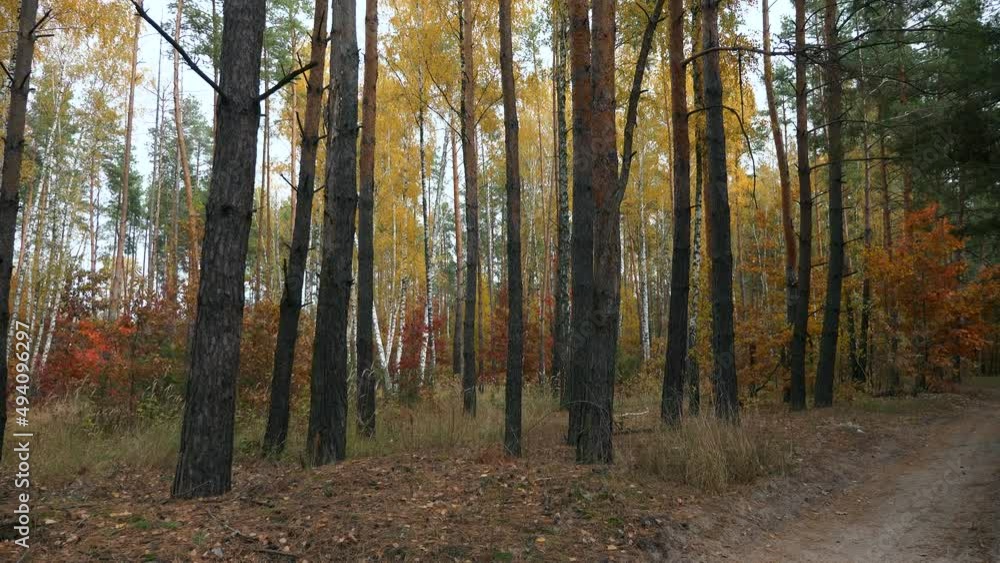 Autumn Season in Beautiful Forest Wood Background. Walk Hike. Overcast Day. 2x Slow motion 60fps 4K Autumn Season in Beautiful Forest Wood Background. Walk Hike. Overcast Day. 2x Slow motion 60fps 4K