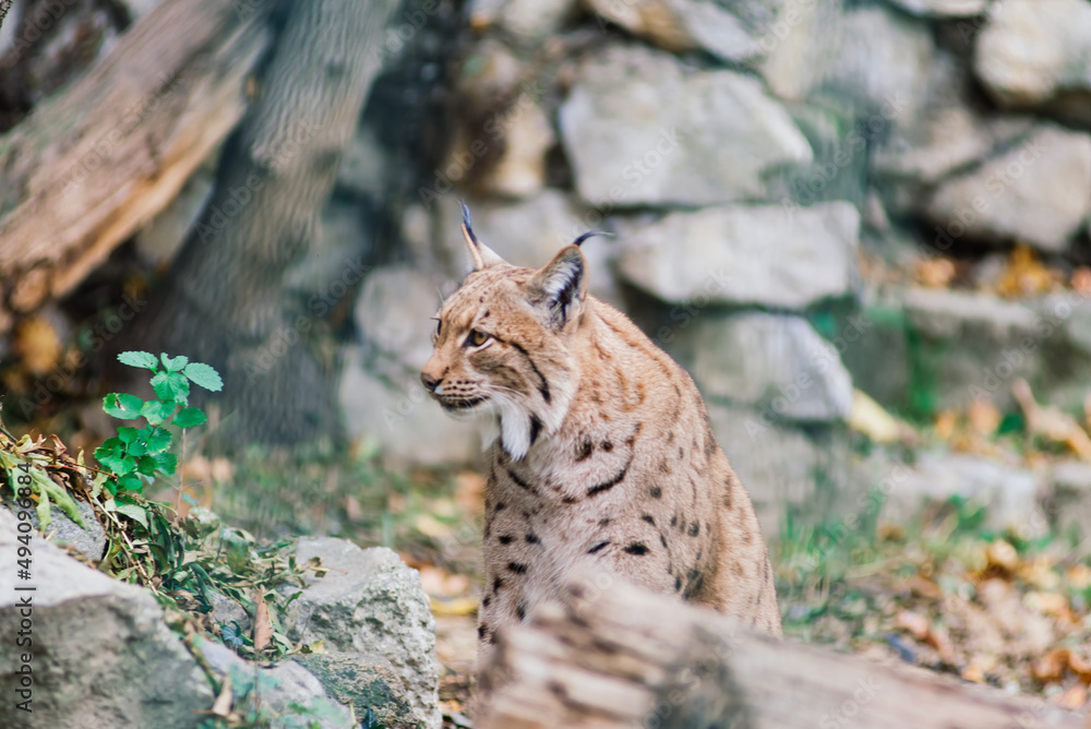 Obraz premium The Eurasian lynx portrait. Cat photo insite the greenery.