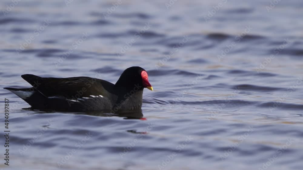 Close up of a swimming Moorhen (Gallinula chloropus) Close up of a swimming Moorhen (Gallinula chloropus)