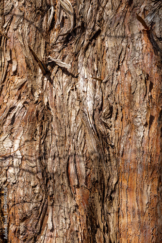 textured bark on a dawn redwood tree  or metasequoia glyptostroboides photo