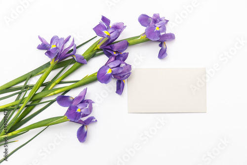 Violet Irises xiphium (Bulbous iris, sibirica) on white background with space for text. Top view, flat lay. Holiday greeting card for Valentine's Day, Woman's Day, Mother's Day, Easter!