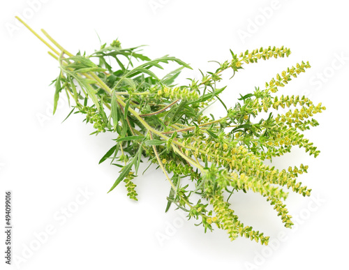 Fotografia Flowers and leaves of ambrosia.
