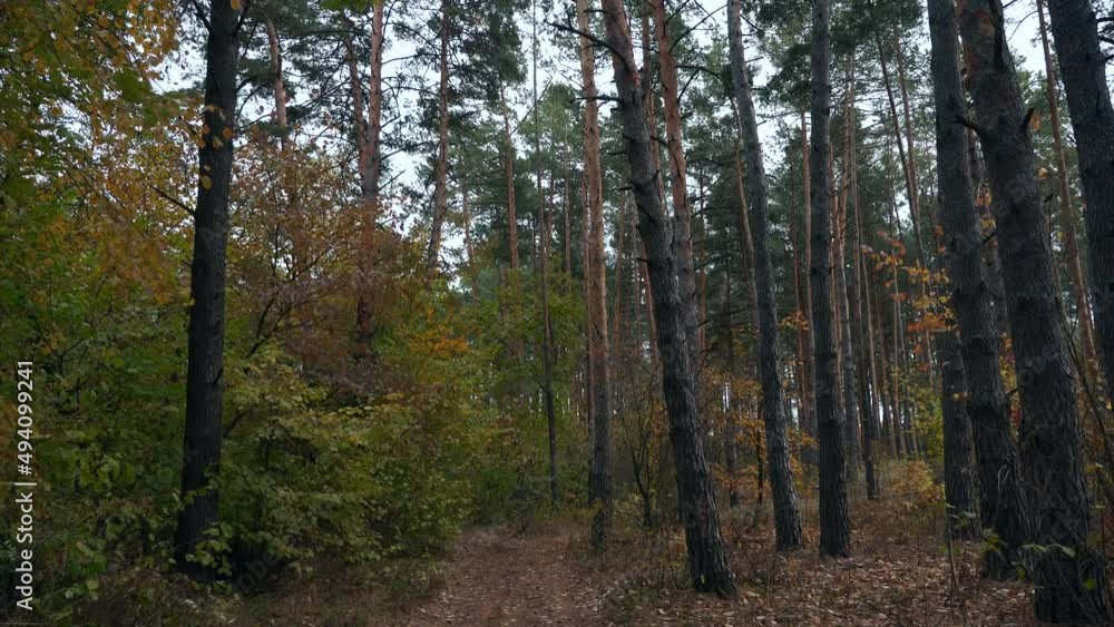 Autumn Season in Beautiful Forest Wood Background. Walk Hike. Overcast Day. 2x Slow motion 60fps 4K Autumn Season in Beautiful Forest Wood Background. Walk Hike. Overcast Day. 2x Slow motion 60fps 4K