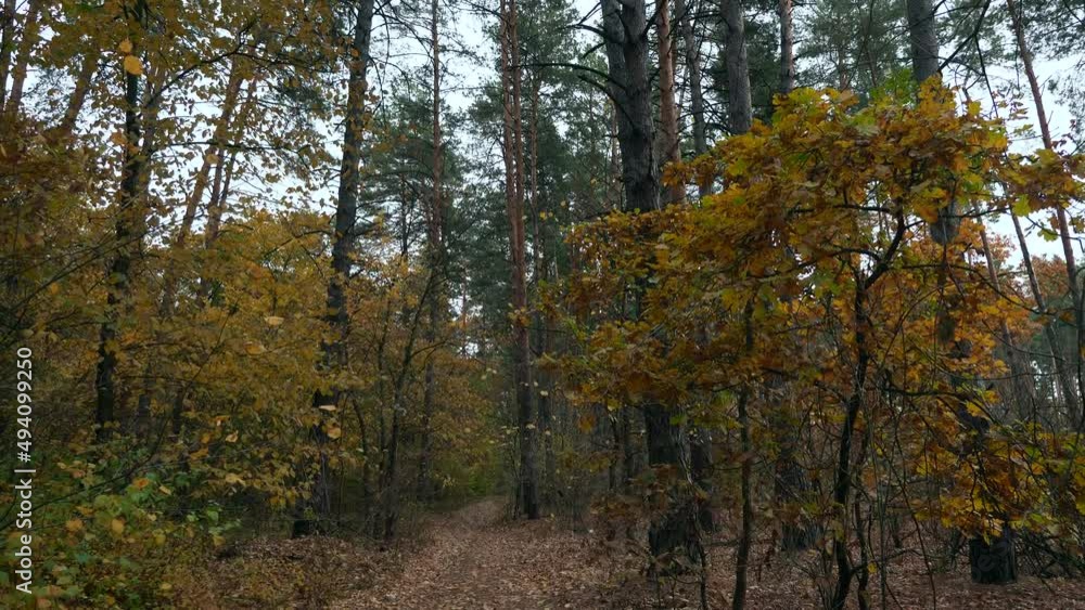 Autumn Season in Beautiful Forest Wood Background. Walk Hike. Overcast Day. 2x Slow motion 60fps 4K Autumn Season in Beautiful Forest Wood Background. Walk Hike. Overcast Day. 2x Slow motion 60fps 4K