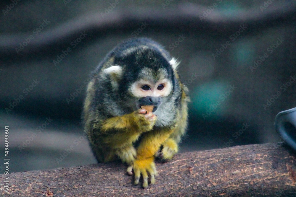 Obraz premium monkey on tree branch