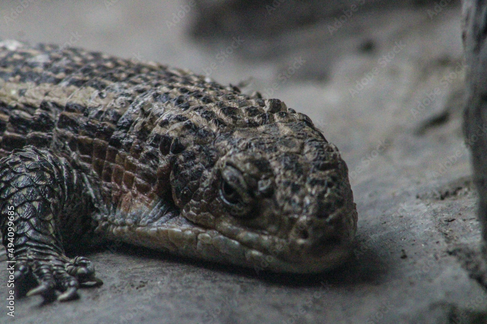 lizard on a rock lizard on a rock