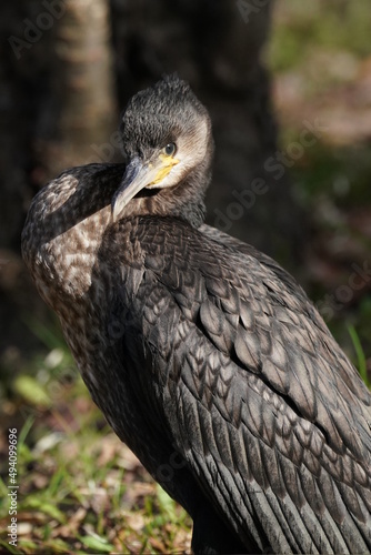 cormorant in the forest © Matthewadobe