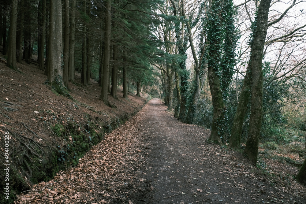 Fototapeta premium Cornish woodland cornwall england uk 
