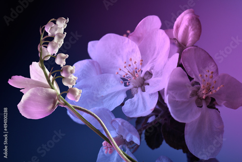 apple blossom close-up  blue and purple colors  studio shot.