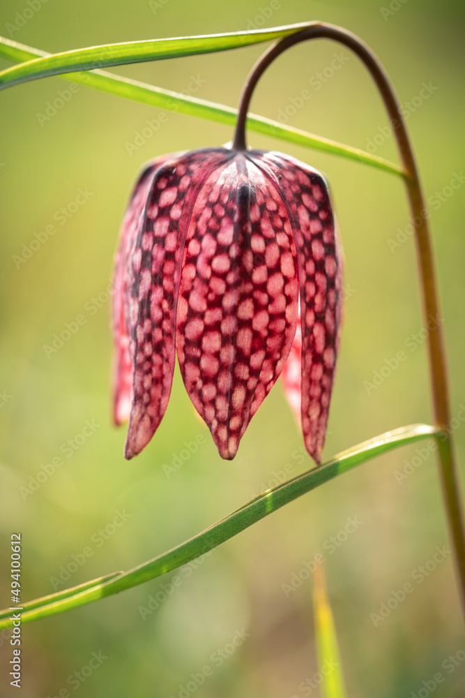 Close up on an endangered wild Chess Flower in a natural environment Close up on an endangered wild Chess Flower in a natural environment