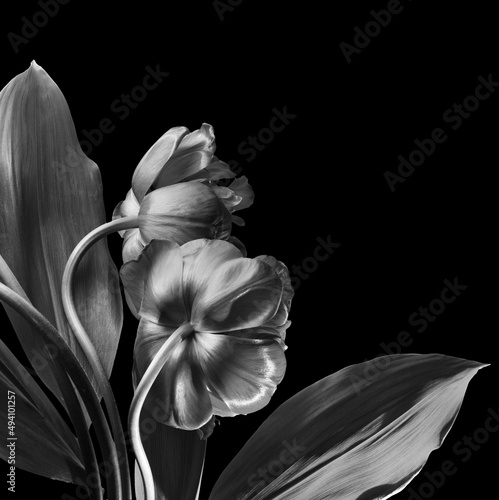two large tulips on a black background, black and white image.