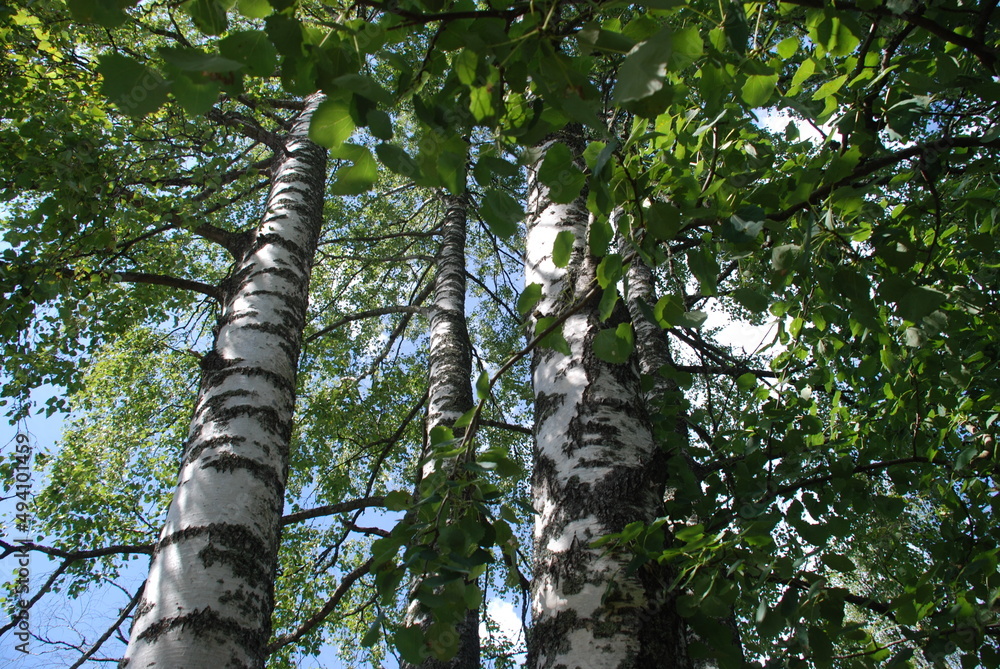 Fototapeta premium Four large white birch trunks. Four tall trees grow against a blue sky with white clouds. Their wide trunks are white-black, at the top are branches with green leaves.