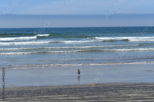seagulls on the beach