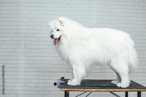 fluffy white samoyed stands on the grooming table