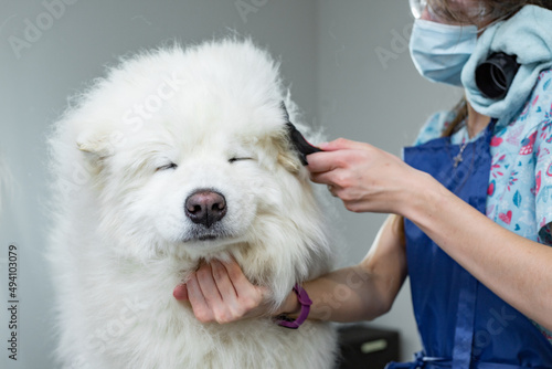Fototapeta Naklejka Na Ścianę i Meble -  groomer combs the fur of a cute white dog breed samoyed