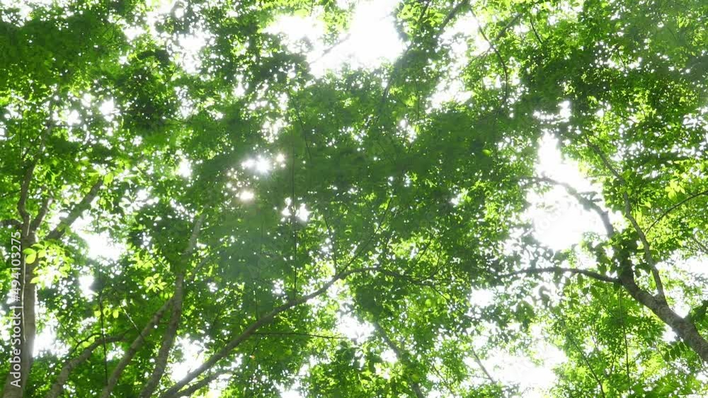 The sun's light shines through the leaves. The sun's light shines through the leaves.