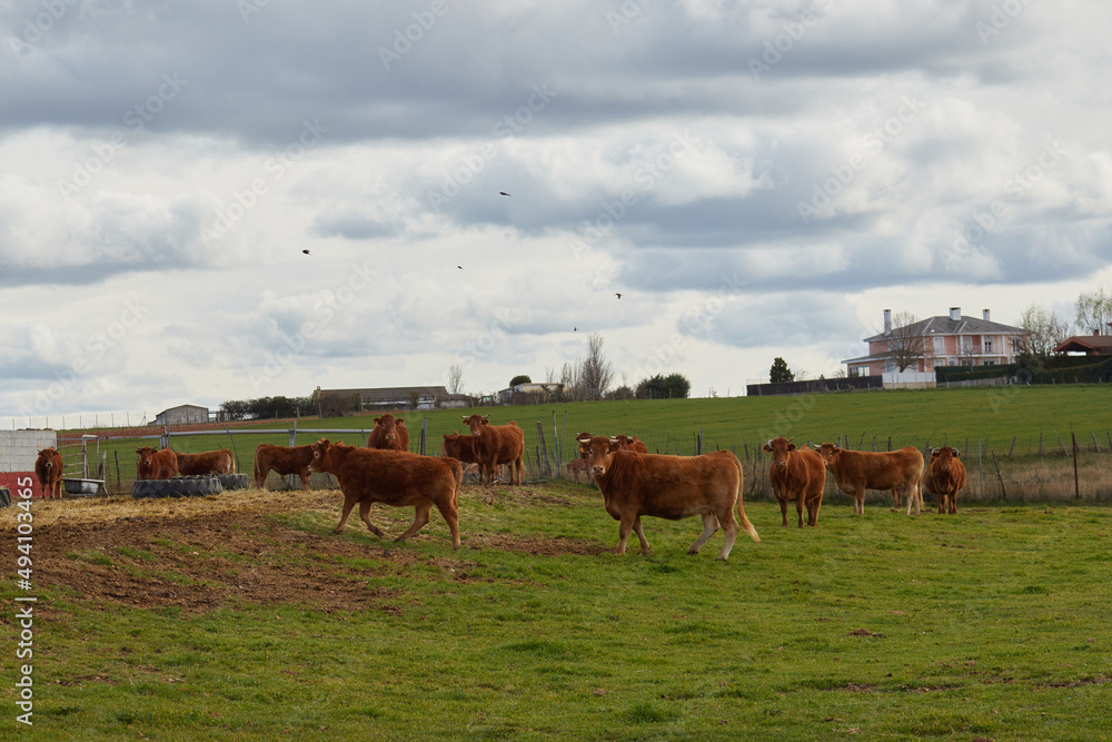 Cows grazing with their calves Cows grazing with their calves