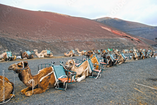 Camel camp