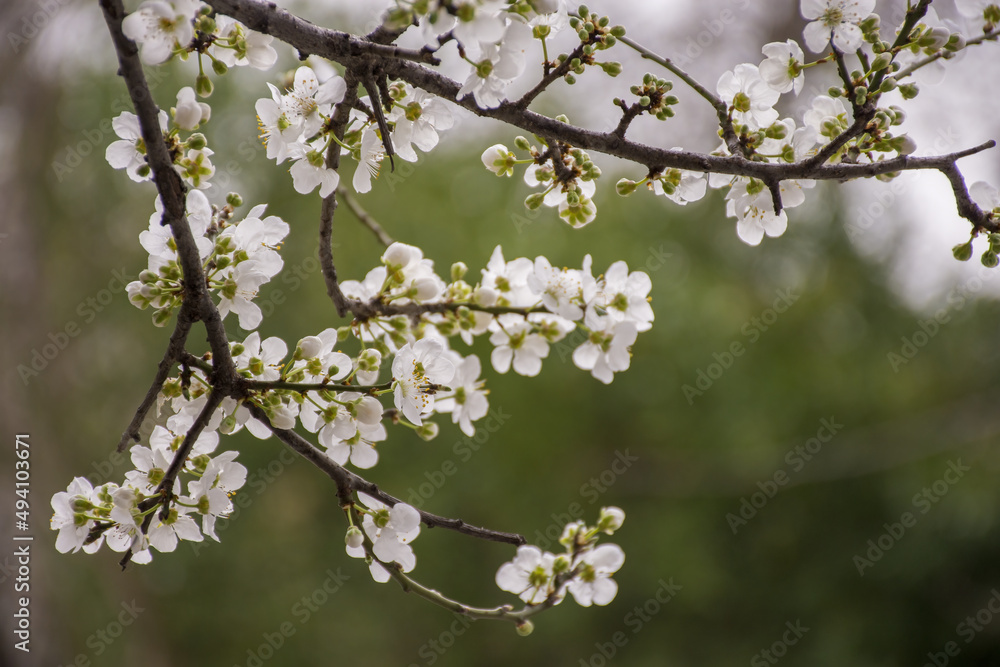 blossom in spring blossom in spring