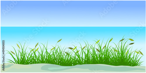 reeds water, reed grass in the beach with sky background