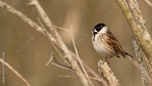 Male common reed bunting (Emberiza schoeniclus) perching on a branch, Norfolk, UK