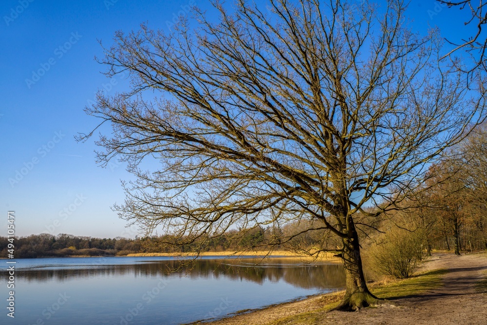 ein Baum an einem kleinen See ein Baum an einem kleinen See