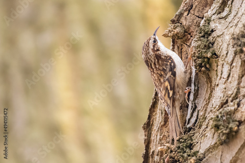 Eurasian treecreeper or common treecreeper  Certhia familiaris  climbs a tree in the forest  Norfolk  UK. Cute woodland bird.