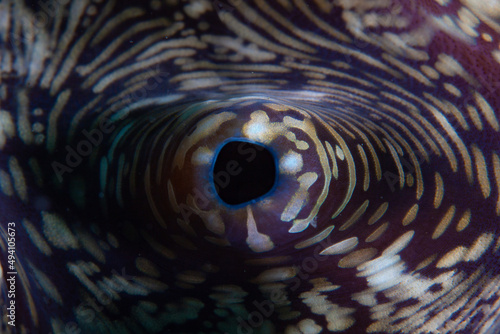 Detail of the siphon and colorful mantle of a giant clam, Tridacna squamosa, in Lembeh Strait, Indonesia. photo