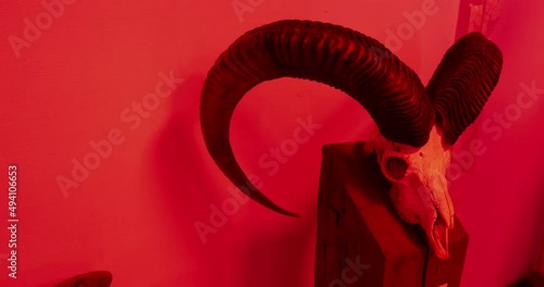 Mystical thriller shot of an evil devil goat skull in dark and red dramatic room. Bloody lit horror scene for Halloween. Dead animal head with big sharp horns. Death metal, hard rock symbol skeleton