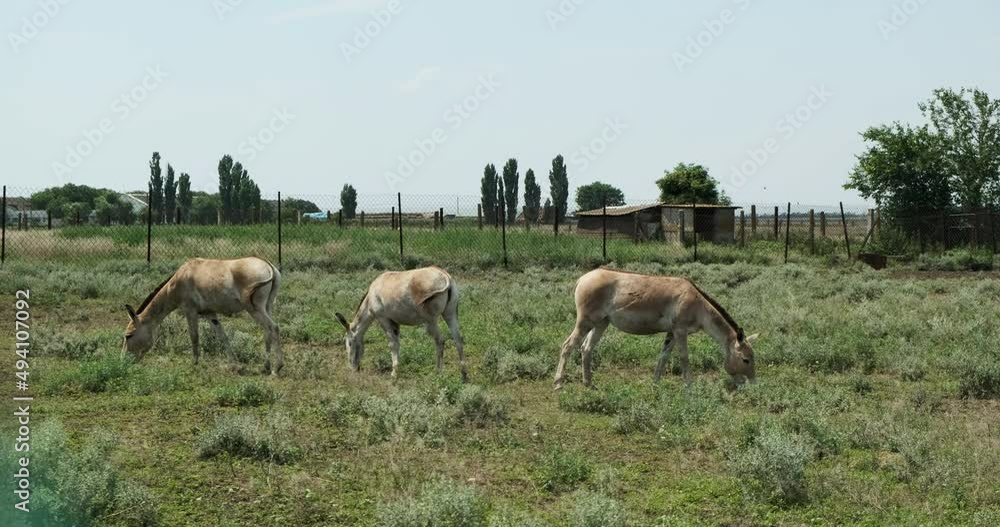 A flock of donkeys grazing, eating grass in a hot summer day, on a wide green natural landscape farm ranсh land, with trees and agricultural buildings. A family domestic animal horse, hoofed mammal. A flock of donkeys grazing, eating grass in a hot summer day, on a wide green natural landscape farm ranсh land, with trees and agricultural buildings. A family domestic animal horse, hoofed mammal.