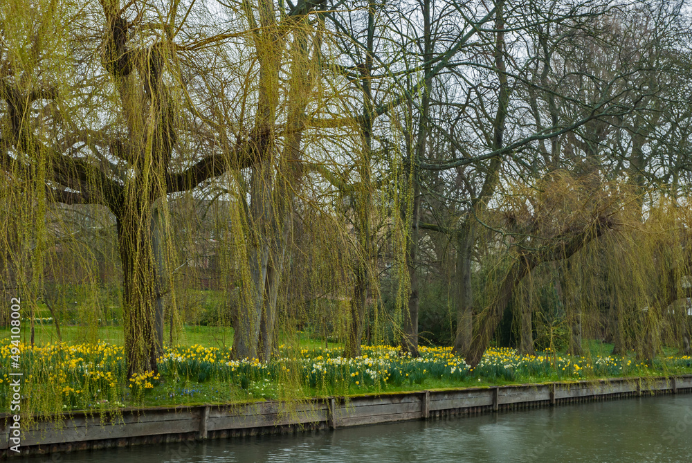 Weeping willow trees on the bank of river Cam in Cambridge Weeping willow trees on the bank of river Cam in Cambridge