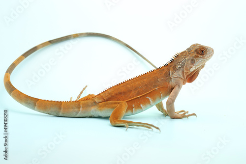 A red iguana  Iguana iguana  with an elegant pose.