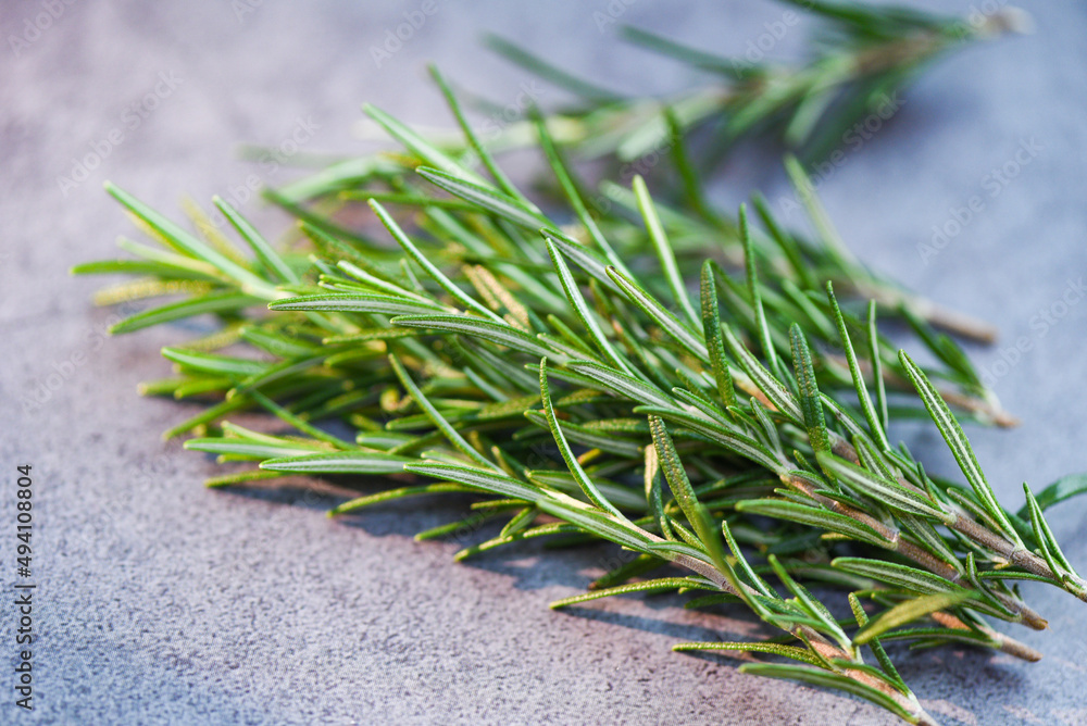 rosemary herb, fresh rosemary on background rosemary herb, fresh rosemary on background