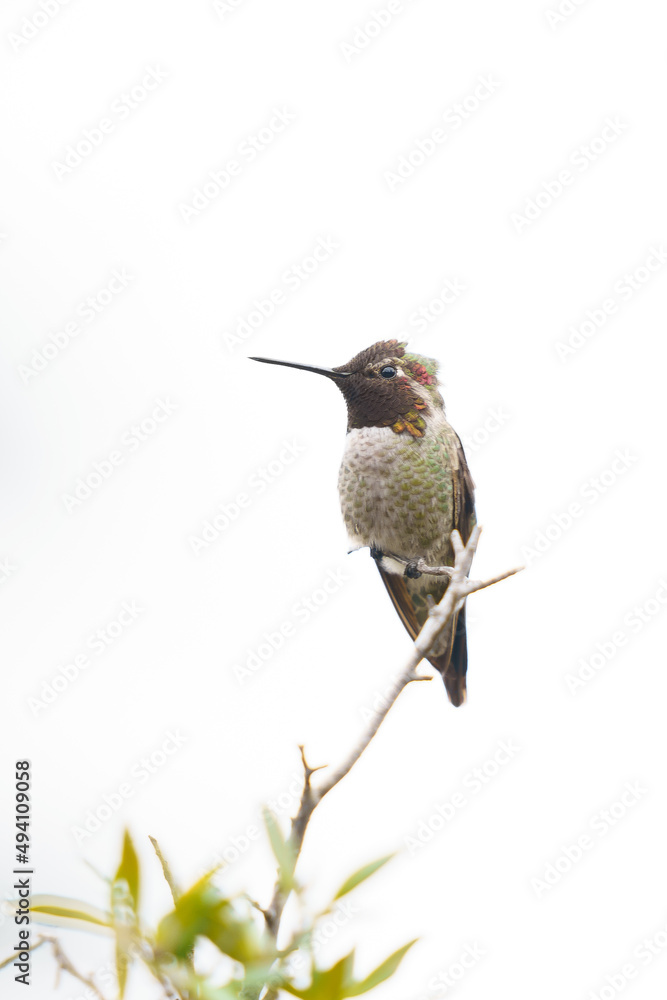 Obraz premium Anna's Hummingbird